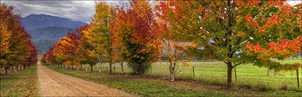 Shades of Autumn - VIC (PBH4 00 33101)